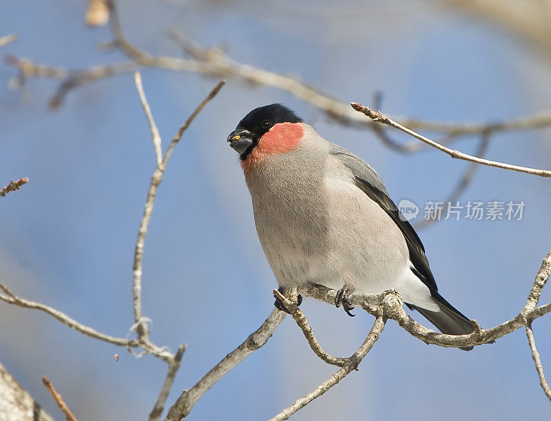 红腹灰雀,Grey-bellied红腹灰雀或欧亚红腹灰雀,Pyrrhula Pyrrhula, Pyrrhula Pyrrhula griseiventris,是一个小的雀形目鸟鸟芬奇家族雀科。日本北海道岛草沙罗湖附近。